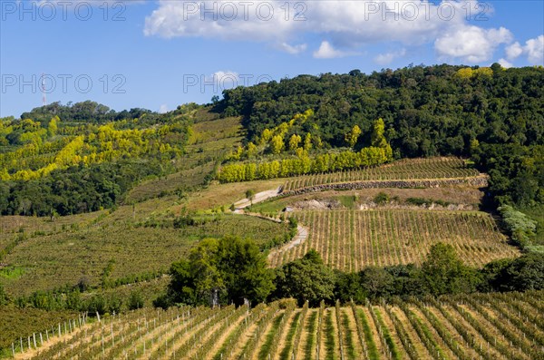 Vineyard of grapes in the Vale dos Vinhedos in Bento Goncalves, a gaucho wine