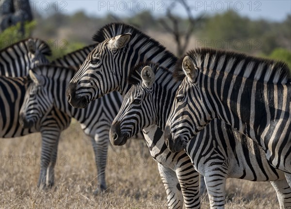 Plains Zebra (Equus Quagga), animal portraits of a group, Kruger National Park, South Africa, Africa
