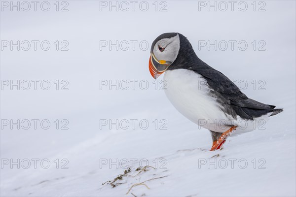 Puffin (Fratercula arctica), running, in the snow, Hornoya, Hornoya, Varangerfjord, Finmark, Northern Norway