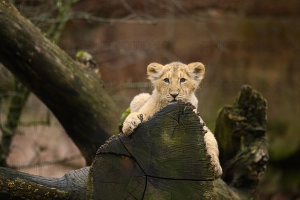 Asiatic lion (Panthera leo persica) cub climbing on a tree, captive, habitat in India