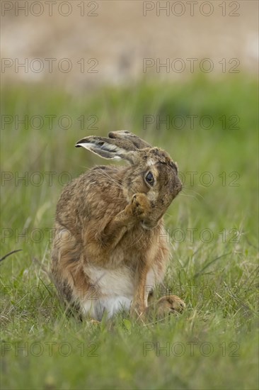 European brown hare (Lepus europaeus) adult animal washing its front foot in a grass field, England, United Kingdom, Europe
