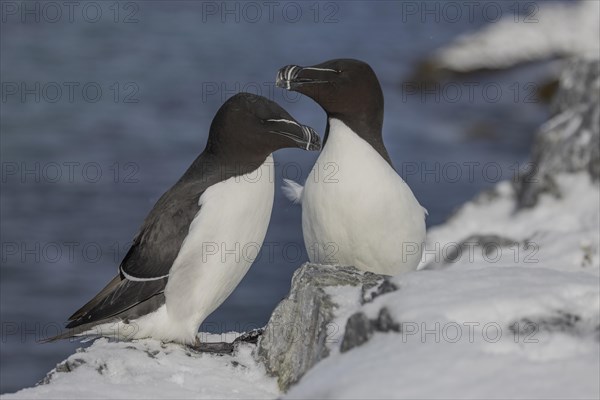 Razorbill (Alca torda), pair, in the snow, Hornoya, Hornoya, Varangerfjord, Finmark, Northern Norway