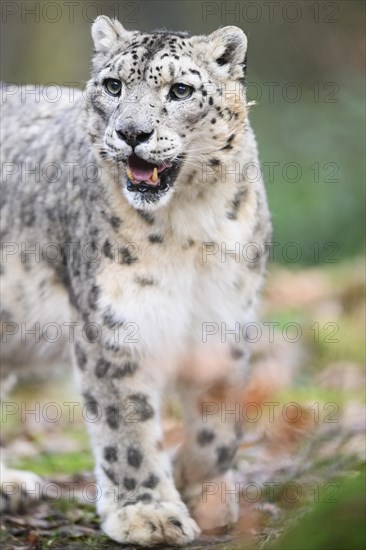 Snow leopard (Panthera uncia) sneaking through the forest, captive, habitat in Asia