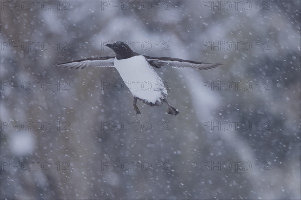 Common guillemot (Uria aalgae), flight, in the snow, Hornoya, Hornoya, Varangerfjord, Finmark, Northern Norway