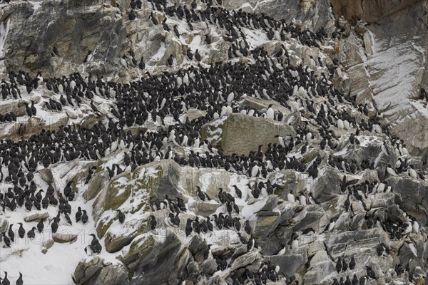 Common guillemot (Uria aalgae), colony, in the snow, Hornoya, Hornoya, Varangerfjord, Finmark, Northern Norway