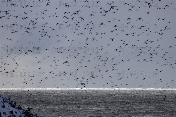 Common guillemots (Uria aalgae), huge flock, in the snow, Hornoya, Hornoya, Varangerfjord, Finmark, Northern Norway