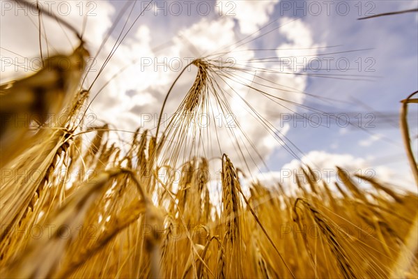 Sun shining through a grain field with Barley under a blue sky with white clouds, Cologne, North Rhine-Westphalia, Germany, Europe