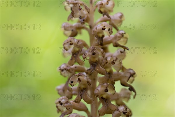 Bird's-nest orchid (Bird's-nest orchid nidus-avis), close-up of inflorescence, Hohenschwangau, Allgaeu, Bavaria, Germany, Europe