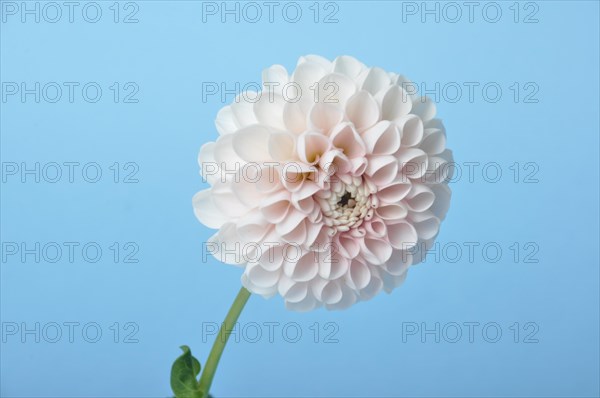 Dahlia pompom on blue background