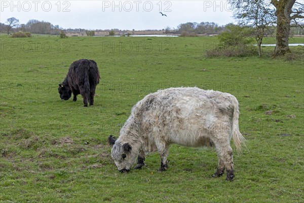 Galloway cattle, Geltinger Birch, Goldhoeft, Nieby, Schlei, Schleswig-Holstein, Germany, Europe