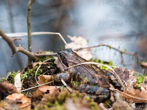 Common frog (Rana temporaria) sits well camouflaged between moss, branches and leaves, amphibian of the year 2018, spawning waters in the background, close-up with blurred background, camouflage colour, camouflaged, camouflage, macro shot, Bockelsberger Teiche, Lueneburg, Lower Saxony, Germany, Europe