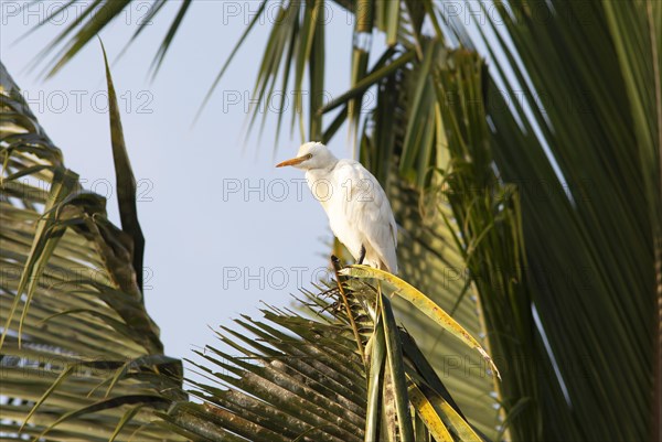 Cattle egret (Bubulcus ibis) on a Palm tree, Backwaters, Kumarakom, Kerala, India, Asia