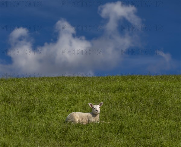 A lamb on the dyke on the natural beach at Hilgenriedersiel on the North Sea coast, Hilgenriedersiel, East Frisia, Lower Saxony, Germany, Europe