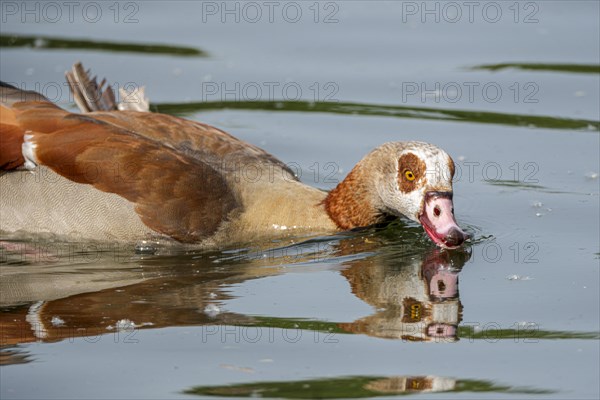 Egyptian geese (Alopochen aegyptiaca) in the River Main, Offenbach am Main, Hesse, Germany, Europe