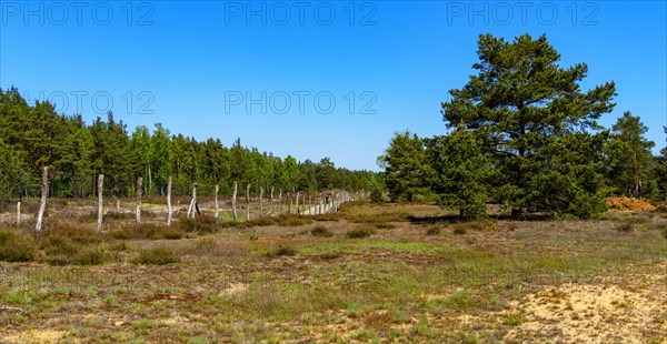 Schoenower Heide nature reserve, Schoenow, Brandenburg, Germany, Europe