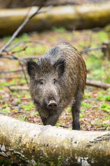 Wild boar (Sus scrofa) standing in a forest, Franconia, Bavaria, Germany, Europe