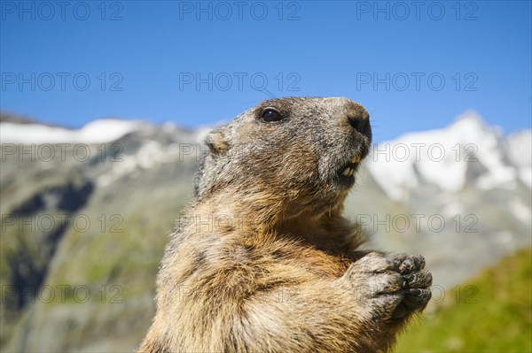 Alpine marmot (Marmota marmota) on a rock with mountains and blue sky in the background in summer, Grossglockner, High Tauern National Park, Austria, Europe