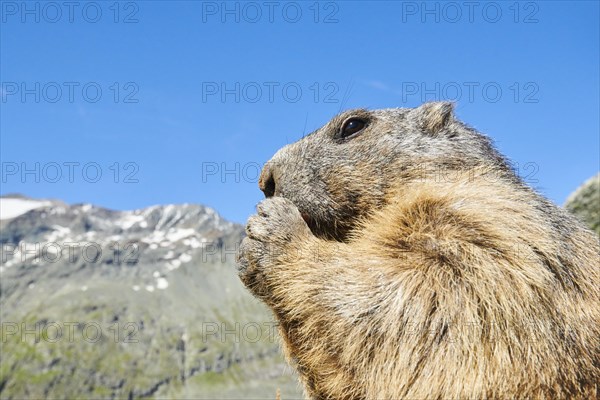 Portrait of an Alpine marmot (Marmota marmota) with blue sky in the background in summer, Grossglockner, High Tauern National Park, Austria, Europe