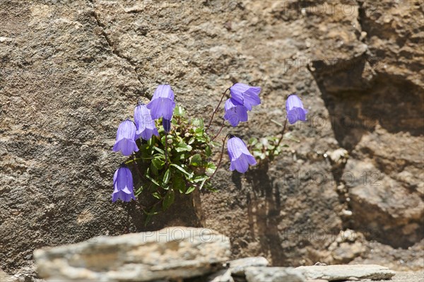 Earleaf bellflower (Campanula cochleariifolia) blooming in the mountains at Hochalpenstrasse, Pinzgau, Salzburg, Austria, Europe