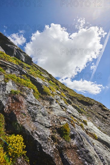 Yellow mountain saxifrage (Saxifraga aizoides) blooming in the mountains at Hochalpenstrasse, Pinzgau, Salzburg, Austria, Europe