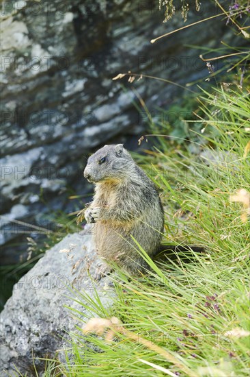 Alpine marmot (Marmota marmota) youngster on a meadow in summer, Grossglockner, High Tauern National Park, Austria, Europe