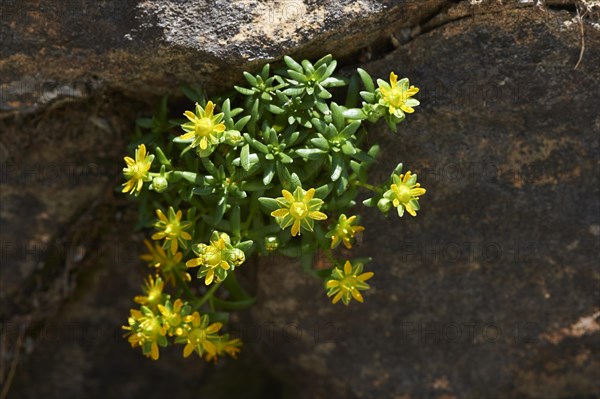 Yellow mountain saxifrage (Saxifraga aizoides) blooming in the mountains at Hochalpenstrasse, Pinzgau, Salzburg, Austria, Europe