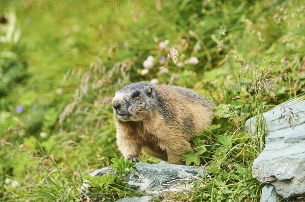 Alpine marmot (Marmota marmota) on a meadow in summer, Grossglockner, High Tauern National Park, Austria, Europe