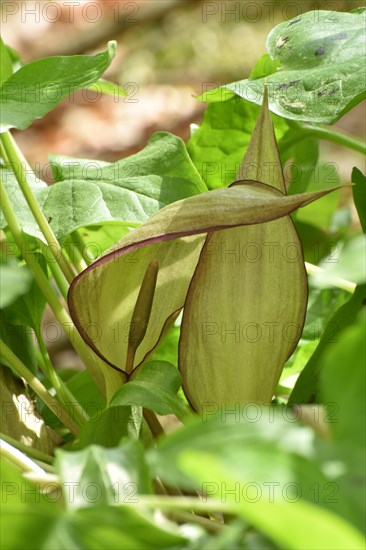 Leaves and flowers of the common arum (Arum maculatum) in the forest of the Hunsrueck-Hochwald National Park, Rhineland-Palatinate, Germany, Europe