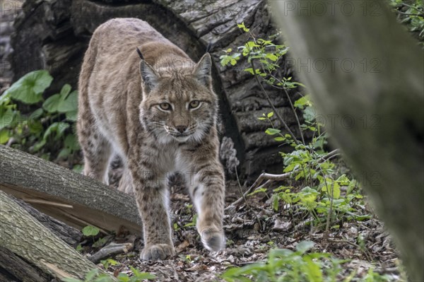 Eurasian lynx (Lynx lynx), captive), coordination enclosure Huetscheroda, Thuringia, Germany, Europe