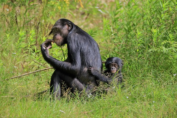 Bonobo, bonobo (Pan Paniscus), female, adult, young animal, feeding, Great ape, Primate, chimpanzee, captive