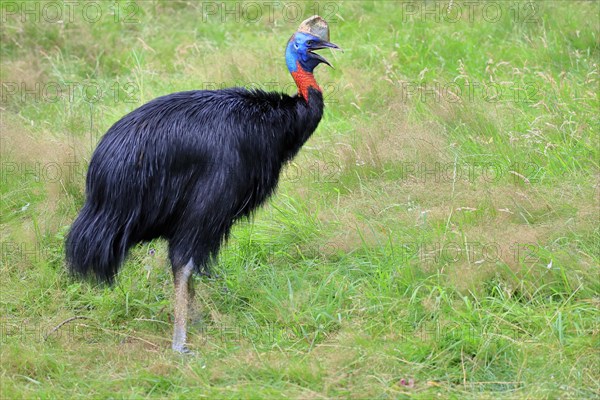 Northern cassowary (Casuarius unappendiculatus), adult, foraging, calling, captive, Papua New Guinea, Oceania