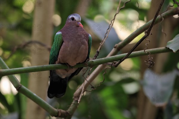 Common emerald dove (Chalcophaps indica), adult, perch, vigilant, captive, Southeast Asia