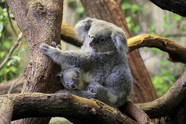 Koala (Phascolarctos cinereus), adult with young animal, on tree, alert, captive, Australia, Oceania