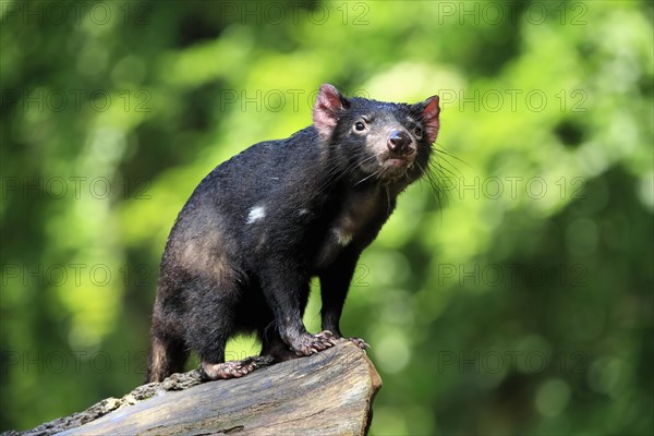 Tasmanian devil (Sarcophilus harrisii), adult, vigilant, on tree trunk, captive, Tasmania, Australia, Oceania