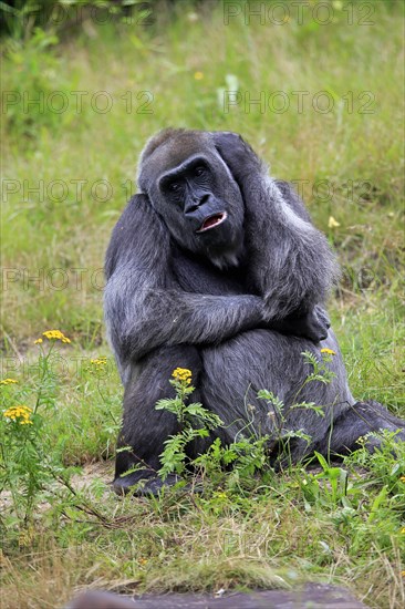 Western gorilla (Gorilla gorilla), adult, female, sitting, on ground, captive