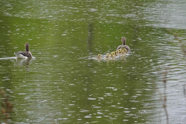 Greylag goose chicks, spring, Germany, Europe