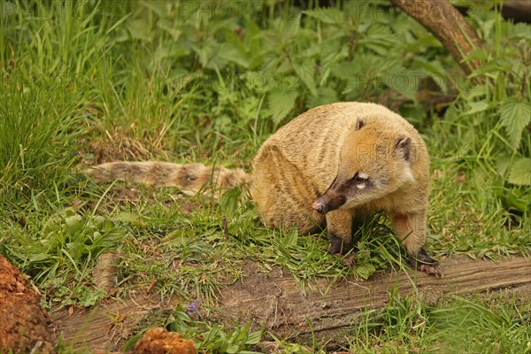 Coati (Nasua), Captive