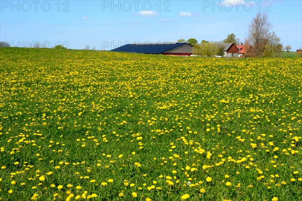 Meadow filled with flowering dandelion in front of a farm in Skurup community, Scania, Sweden, Scandinavia, Europe