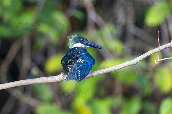 Green Kingfisher (Chloroceryle americana) Pantanal Brazil
