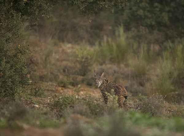 Pardell Lynx female, Iberian Lynx (Lynx pardinus), Extremadura, Castilla La Mancha, Spain, Europe