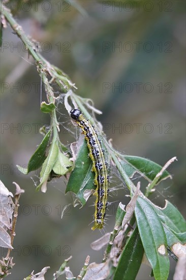 Box tree moth (Buxus sempervirens), spring, Germany, Europe