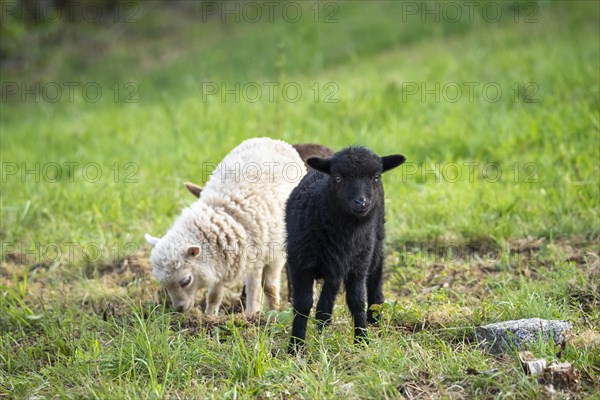 Three lambs are standing in a meadow, one black, one white-brown and one brown in the background. Ouessant sheep (Breton dwarf sheep) and Ouessant sheep mix