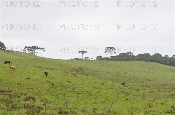 Landscape of the gaucho mountain range, Cambara do sul, Rio Grande do sul, Brazil, South America