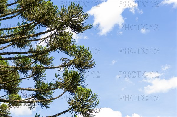 Beautiful Araucaria tree, typical tree of the mountain region of Rio Grande do Sul, Brazil, South America