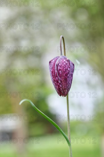 Snake's Head Fritillary (Fritillaria meleagris), still closed flower in a meadow, inflorescence, early bloomer, spring, Wilnsdorf, North Rhine-Westphalia, Germany, Europe