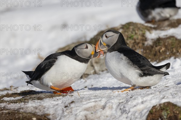 Puffin (Fratercula arctica), beak in greeting, in the snow, Hornoya, Hornoya, Varangerfjord, Finmark, Northern Norway