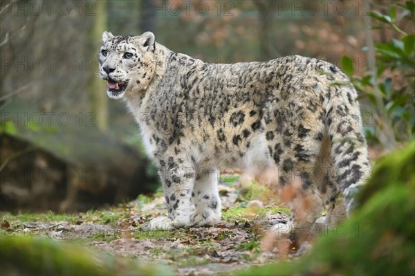 Snow leopard (Panthera uncia) sneaking through the forest, captive, habitat in Asia