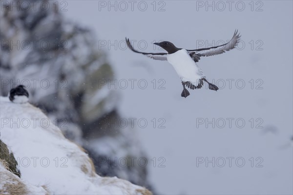 Common guillemot (Uria aalgae), flight, in the snow, Hornoya, Hornoya, Varangerfjord, Finmark, Northern Norway