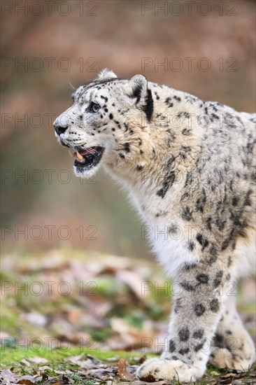 Snow leopard (Panthera uncia) sneaking through the forest, captive, habitat in Asia