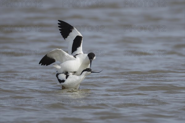 Pied avocet (Recurvirostra avosetta) two adult birds mating in a lagoon, England, United Kingdom, Europe